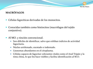 MACRÓFAGOS
Células fagocíticas derivadas de los monocitos.
Conocidas también como histiocitos (macrófagos del tejido
conjuntivo).
Al MO. y tinción convencional.
Son difíciles de identificar, salvo que exhiban indicios de actividad
fagocitaria.
Núcleo arriñonado, escotado o indentado.
Lisosomas abundantes en el citoplasma.
Células capaces de fagocitar colorantes vitales como el Azul Tripán y la
tinta china, lo que los hace visibles y facilita identificación al M.O.
 