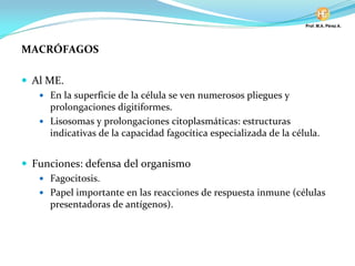 MACRÓFAGOS
Al ME.
En la superficie de la célula se ven numerosos pliegues y
prolongaciones digitiformes.
Lisosomas y prolongaciones citoplasmáticas: estructuras
indicativas de la capacidad fagocítica especializada de la célula.
Funciones: defensa del organismo
Fagocitosis.
Papel importante en las reacciones de respuesta inmune (células
presentadoras de antígenos).
 