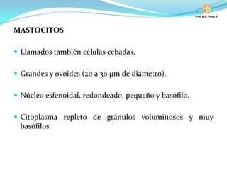 MASTOCITOS
Llamados también células cebadas.
Grandes y ovoides (20 a 30 µm de diámetro).
Núcleo esfenoidal, redondeado, pequeño y basófilo.
Citoplasma repleto de gránulos voluminosos y muy
basófilos.
 