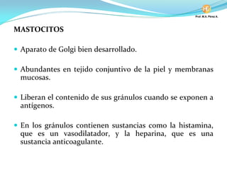 MASTOCITOS
Aparato de Golgi bien desarrollado.
Abundantes en tejido conjuntivo de la piel y membranas
mucosas.
Liberan el contenido de sus gránulos cuando se exponen a
antígenos.
En los gránulos contienen sustancias como la histamina,
que es un vasodilatador, y la heparina, que es una
sustancia anticoagulante.
 