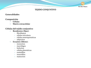 TEJIDO CONJUNTIVO
Generalidades
Composición
• Células
• Matriz extracelular
Células del tejido conjuntivo
• Residentes (fijas):
• fibroblastos
• células reticulares
• células mesenquimáticas
• adipocitos
• Errantes (libres):
• monocitos
• macrófagos
• linfocitos
• células plasmáticas
• eosinófilos
• neutrófilos
• mastocitos
 