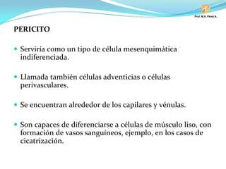 PERICITO
Serviría como un tipo de célula mesenquimática
indiferenciada.
Llamada también células adventicias o células
perivasculares.
Se encuentran alrededor de los capilares y vénulas.
Son capaces de diferenciarse a células de músculo liso, con
formación de vasos sanguíneos, ejemplo, en los casos de
cicatrización.
 