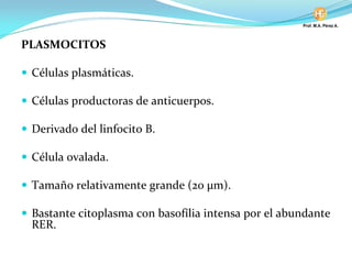 PLASMOCITOS
Células plasmáticas.
Células productoras de anticuerpos.
Derivado del linfocito B.
Célula ovalada.
Tamaño relativamente grande (20 µm).
Bastante citoplasma con basofília intensa por el abundante
RER.
 
