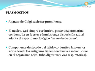 PLASMOCITOS
Aparato de Golgi suele ser prominente.
El núcleo, casi simpre excéntrico, posee una cromatina
condensada en fuertes cúmulos cuya disposición radial
adopta el aspecto morfológico "en rueda de carro”.
Componente destacado del tejido conjuntivo laxo en los
sitios donde los antígenos tienen tendencia a introducirse
en el organismo (ejm: tubo digestivo y vías respiratorias).
 