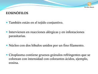 EOSINÓFILOS
También están en el tejido conjuntivo.
Intervienen en reacciones alérgicas y en infestaciones
parasitarias.
Núcleo con dos lóbulos unidos por un fino filamento.
Citoplasma contiene gruesos gránulos refringentes que se
colorean con intensidad con colorantes ácidos, ejemplo,
eosina.
 