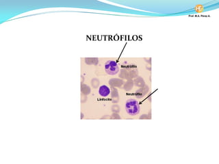NEUTRÓFILOS
 