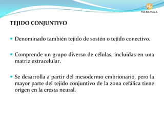 TEJIDO CONJUNTIVO
Denominado también tejido de sostén o tejido conectivo.
Comprende un grupo diverso de células, incluidas en una
matriz extracelular.
Se desarrolla a partir del mesodermo embrionario, pero la
mayor parte del tejido conjuntivo de la zona cefálica tiene
origen en la cresta neural.
 