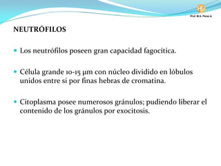 NEUTRÓFILOS
Los neutrófilos poseen gran capacidad fagocítica.
Célula grande 10-15 µm con núcleo dividido en lóbulos
unidos entre si por finas hebras de cromatina.
Citoplasma posee numerosos gránulos; pudiendo liberar el
contenido de los gránulos por exocitosis.
 