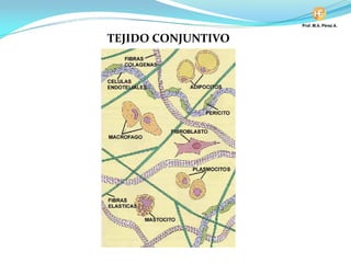 TEJIDO CONJUNTIVO
 
