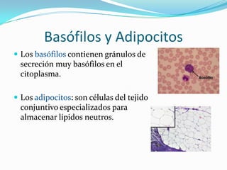 Matriz ExtracelularEs una red estructural compleja que incluye proteínas fibrosas, proteoglucanos y glucoproteínas específicas como la fibronectina y la laminina. 