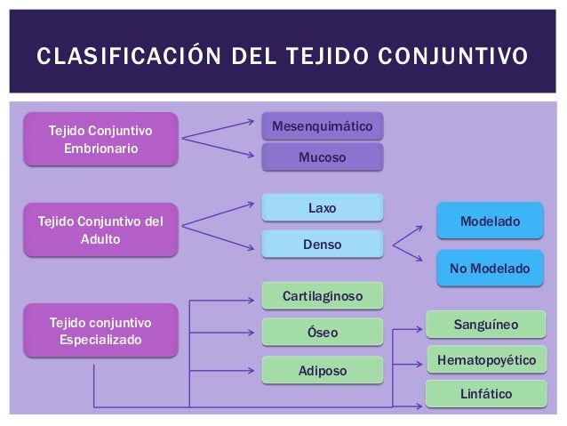 Tejido conjuntivo