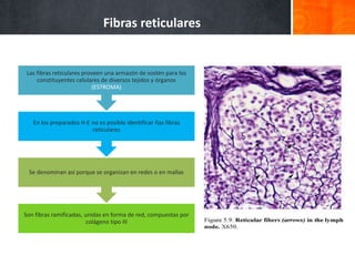 Fibras reticulares
-Tejido conjuntivo laxo en el
límite con el tejido epitelial
-Alrededor de los adipocitos
-Vasos sanguí...