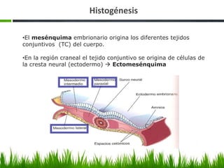 Histogénesis
•El mesénquima embrionario origina los diferentes tejidos
conjuntivos (TC) del cuerpo.
•En la región craneal ...