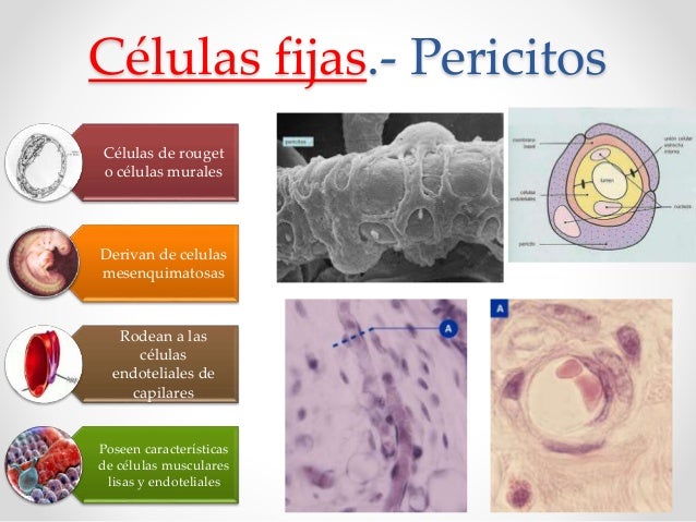 Histología Tejido conjuntivo o conectivo