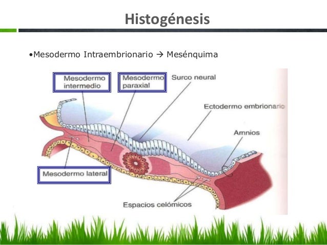 buy the genetics of