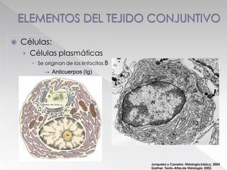  Células:
› Células plasmáticas
 Se originan de los linfocitos B
Junqueira y Carneiro: Histología básica. 2005
Gartner. Texto-Atlas de Histología. 2002.
Anticuerpos (Ig)
 