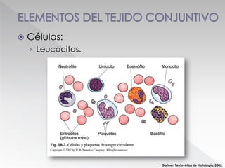  Células:
› Leucocitos.
Gartner. Texto-Atlas de Hiatología. 2002.
 