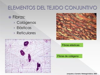  Fibras:
› Colágenas
› Elásticas
› Reticulares
Junqueira y Carneiro: Histología básica. 2005
Fibras de colágeno
Fibras elásticas
 