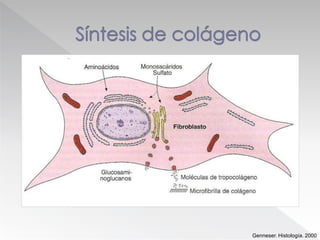 Genneser. Histología. 2000
 