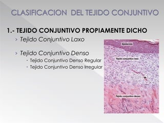 1.- TEJIDO CONJUNTIVO PROPIAMENTE DICHO
› Tejido Conjuntivo Laxo
› Tejido Conjuntivo Denso
 Tejido Conjuntivo Denso Regular
 Tejido Conjuntivo Denso Irregular
 