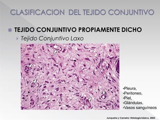  TEJIDO CONJUNTIVO PROPIAMENTE DICHO
› Tejido Conjuntivo Laxo
Junqueira y Carneiro: Histología básica. 2005
•Pleura,
•Peritoneo,
•Piel,
•Glándulas,
•Vasos sanguíneos
 