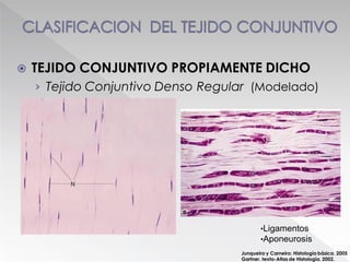  TEJIDO CONJUNTIVO PROPIAMENTE DICHO
› Tejido Conjuntivo Denso Regular (Modelado)
Junqueira y Carneiro: Histología básica. 2005
Gartner. texto-Atlas de Histología. 2002.
•Ligamentos
•Aponeurosis
 