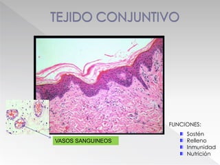 FUNCIONES:
Sostén
Relleno
Inmunidad
Nutrición
VASOS SANGUINEOS
 