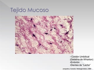 Junqueira y Carneiro: Histología básica. 2005
• Cordón Umbilical
(Gelatina de Wharton)
•Embrión
•Dientes de “Leche”
 