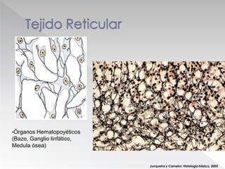 Junqueira y Carneiro: Histología básica. 2005
•Órganos Hematopoyéticos
(Bazo, Ganglio linfático,
Medula ósea)
 