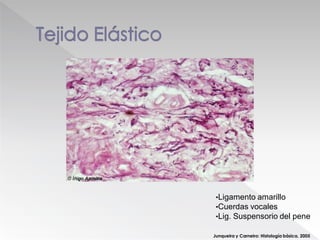 Junqueira y Carneiro: Histología básica. 2005
•Ligamento amarillo
•Cuerdas vocales
•Lig. Suspensorio del pene
 