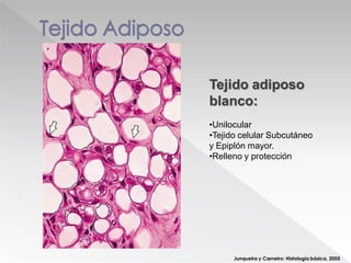 Junqueira y Carneiro: Histología básica. 2005
Tejido adiposo
blanco:
•Unilocular
•Tejido celular Subcutáneo
y Epiplón mayor.
•Relleno y protección
 