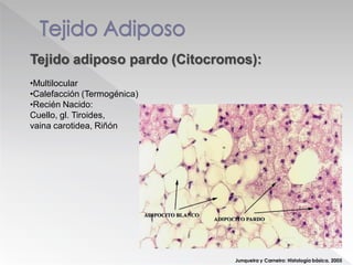 Junqueira y Carneiro: Histología básica. 2005
Tejido adiposo pardo (Citocromos):
•Multilocular
•Calefacción (Termogénica)
•Recién Nacido:
Cuello, gl. Tiroides,
vaina carotidea, Riñón
 