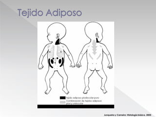Junqueira y Carneiro: Histología básica. 2005
 