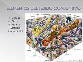  Células
 Fibras
 Matriz o
Sustancia
fundamental
Junqueira y Carneiro: Histología básica. 2005
 