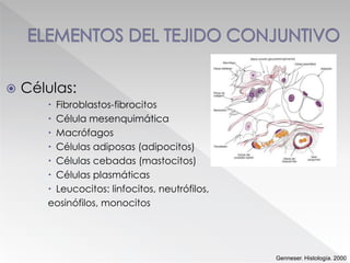  Células:
 Fibroblastos-fibrocitos
 Célula mesenquimática
 Macrófagos
 Células adiposas (adipocitos)
 Células cebadas (mastocitos)
 Células plasmáticas
 Leucocitos: linfocitos, neutrófilos,
eosinófilos, monocitos
Genneser. Histología. 2000
 