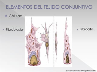Junqueira y Carneiro: Histología básica. 2005
 Células:
› Fibrocito› Fibroblasto
 