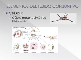  Células:
› Célula mesenquimática
(pluripotencial)
Diferenciacion
de célula
mesenquimática
(Junqueira)
 