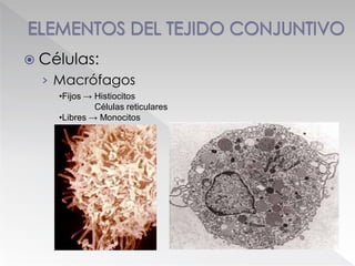  Células:
› Macrófagos
•Fijos → Histiocitos
Células reticulares
•Libres → Monocitos
 
