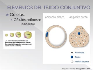  Células:
› Células adiposas
(adipocito)
Junqueira y Carneiro: Histología básica. 2005
 