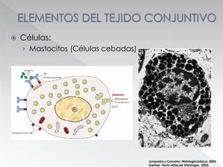  Células:
› Mastocitos (Células cebadas)
Junqueira y Carneiro: Histología básica. 2005
Gartner. Texto-Atlas de Histología. 2002.
 