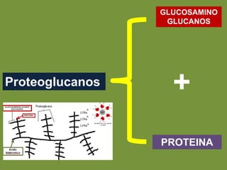 Proteoglucanos
+
GLUCOSAMINO
GLUCANOS
PROTEINA
 