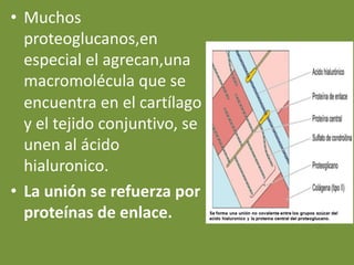 • Muchos
proteoglucanos,en
especial el agrecan,una
macromolécula que se
encuentra en el cartílago
y el tejido conjuntivo, se
unen al ácido
hialuronico.
• La unión se refuerza por
proteínas de enlace.
 