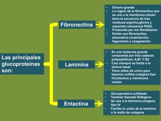 Las principales
glucoproteínas
son:
Fibronectina
• Dimero grande
• La region de la fibronectina que
se une a la membrana celular
tiene la secuencia de tres
residuos:arginina,glicina y
aspartato (secuencia RGD)
• Producida por los fibroblastos
• Existe una fibronectina
plasmatica:cicatrización,
fagocitosis y coagulación.
Laminina
• Es una molecula grande
compuesta por tres cadenas
polipeptidicas: A,B1 Y B2
• Casi siempre se limita a la
lamina basal
• Tiene sitios de union para
heparan sulfato,colagena tipo
IV,entactina y membrana
celular.
Entactina
• Glucoproteina sulfatada
• Tambien llamada Nidógeno
• Se une a la laminina,colagena
tipo IV
• Facilita la unión de la laminina
a la malla de colagena.
 