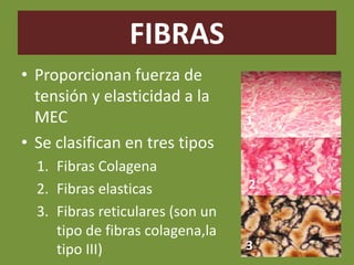 FIBRAS
• Proporcionan fuerza de
tensión y elasticidad a la
MEC
• Se clasifican en tres tipos
1. Fibras Colagena
2. Fibras elasticas
3. Fibras reticulares (son un
tipo de fibras colagena,la
tipo III)
1
2
3
 