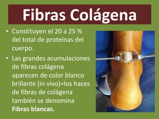 Fibras Colágena
• Constituyen el 20 a 25 %
del total de proteínas del
cuerpo.
• Las grandes acumulaciones
de fibras colágena
aparecen de color blanco
brillante (in vivo)=los haces
de fibras de colágena
también se denomina
Fibras blancas.
 