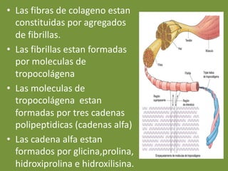 • Las fibras de colageno estan
constituidas por agregados
de fibrillas.
• Las fibrillas estan formadas
por moleculas de
tropocolágena
• Las moleculas de
tropocolágena estan
formadas por tres cadenas
polipeptidicas (cadenas alfa)
• Las cadena alfa estan
formados por glicina,prolina,
hidroxiprolina e hidroxilisina.
 
