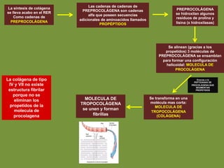 Gracias a la
PEPTIDASAS DE
PROCOLÁGENA,QUE
SEGMENTAN
PROPETIDOS
La síntesis de colágena
se lleva acabo en el RER
Como cadenas de
PREPROCOLÁGENA
Las cadenas de cadenas de
PREPROCOLÁGENA son cadenas
alfa que poseen secuencias
adicionales de aminoacidos llamados
PROPÉPTIDOS
PREPROCOLÁGENA
se hidroxilan algunos
residuos de prolina y
lisina (x hidroxilasas)
Se alinean (gracias a los
propetidos) 3 moléculas de
PREPROCOLÁGENA se ensamblan
para formar una configuración
helicoidal: MOLECULA DE
PROCOLÁGENA
Se transforma en una
molécula mas corta:
MOLECULA DE
TROPOCOLÁGENA
(COLÁGENA)
MOLECULA DE
TROPOCOLÁGENA
se unen y forman
fibrillas
La colágena de tipo
IV y VII no existe
estructura fibrilar
porque no se
eliminan los
propetidos de la
molecula de
procolagena
 