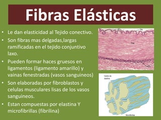 • Le dan elasticidad al Tejido conectivo.
• Son fibras mas delgadas,largas
ramificadas en el tejido conjuntivo
laxo.
• Pueden formar haces gruesos en
ligamentos (ligamento amarillo) y
vainas fenestradas (vasos sanguineos)
• Son elaboradas por fibroblastos y
celulas musculares lisas de los vasos
sanguineos.
• Estan compuestas por elastina Y
microfibrillas (fibrilina)
Fibras Elásticas
 