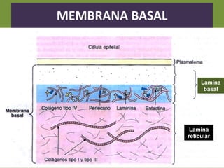Lamina
basal
Lamina
reticular
MEMBRANA BASAL
 