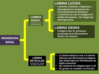 MEMBRANA
BASAL
LAMINA
BASAL
Producida por las
células epiteliales
LAMINA LUCIDA
• Laminina, entactina, integrinas y
distroglucanos (receptores de
transmembrana de laminina)
• La laminina se une al colágeno IV,
sulfato de heparan , las integrinas,
distroglucanos.
LAMINA DENSA
• Colágena tipo IV, perlacano
(proteoglucano),fibronectina,
Sulfato de Heparán.
LÁMINA
RETICULAR
Producida por células
del tejido conjuntivo
• La lamina basal se une a la lamina
reticular por:fibronectina,colágena
tipo elaboradas por fibroblastos de
tejido conectivo.
• Se compone de colágena tipo I y III
• Su grosor es variable a la fricción.
 